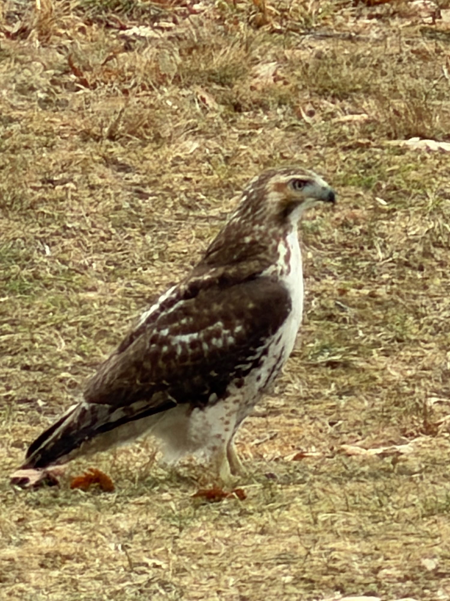 Central Park scene