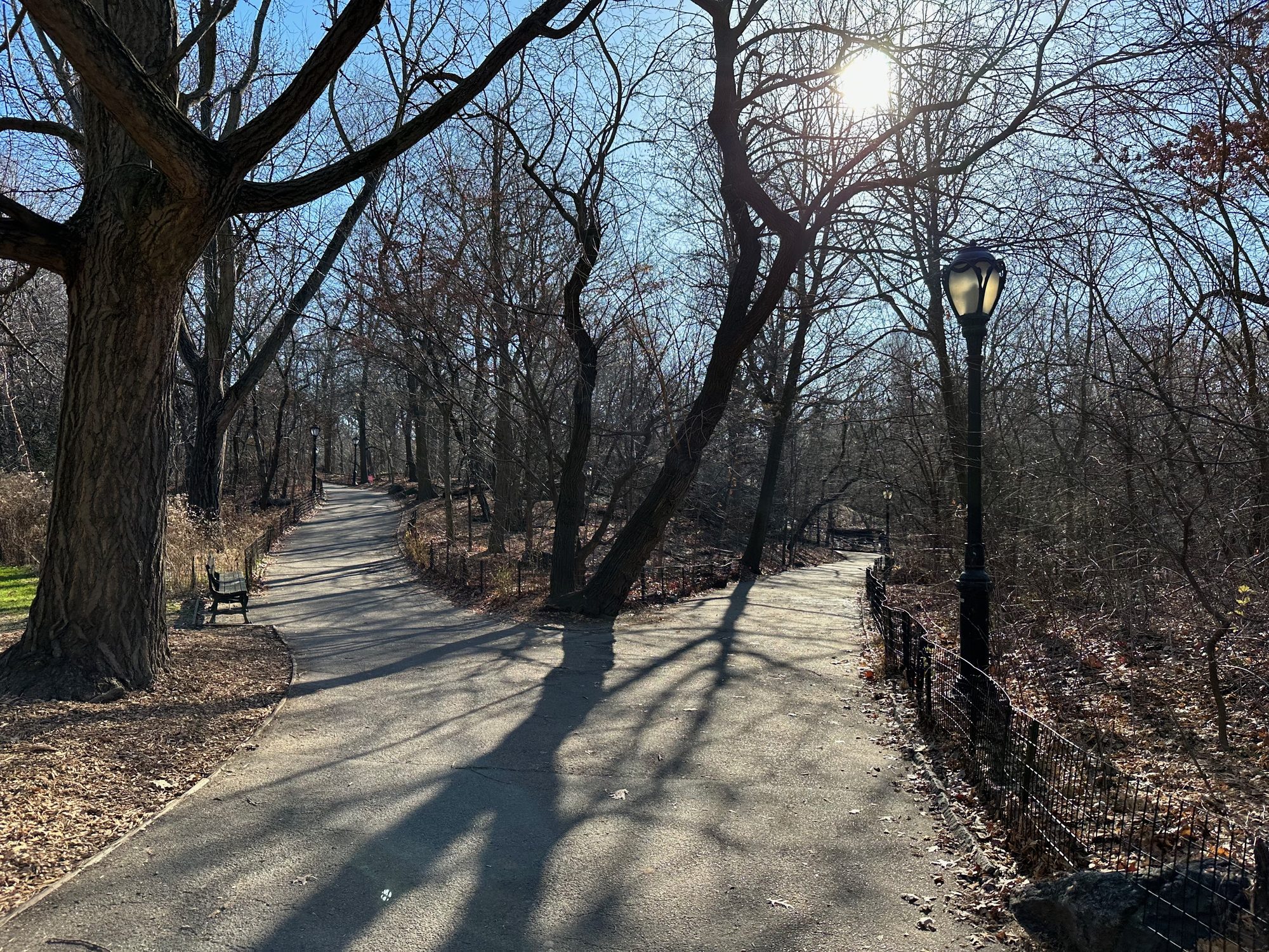 Central Park scene