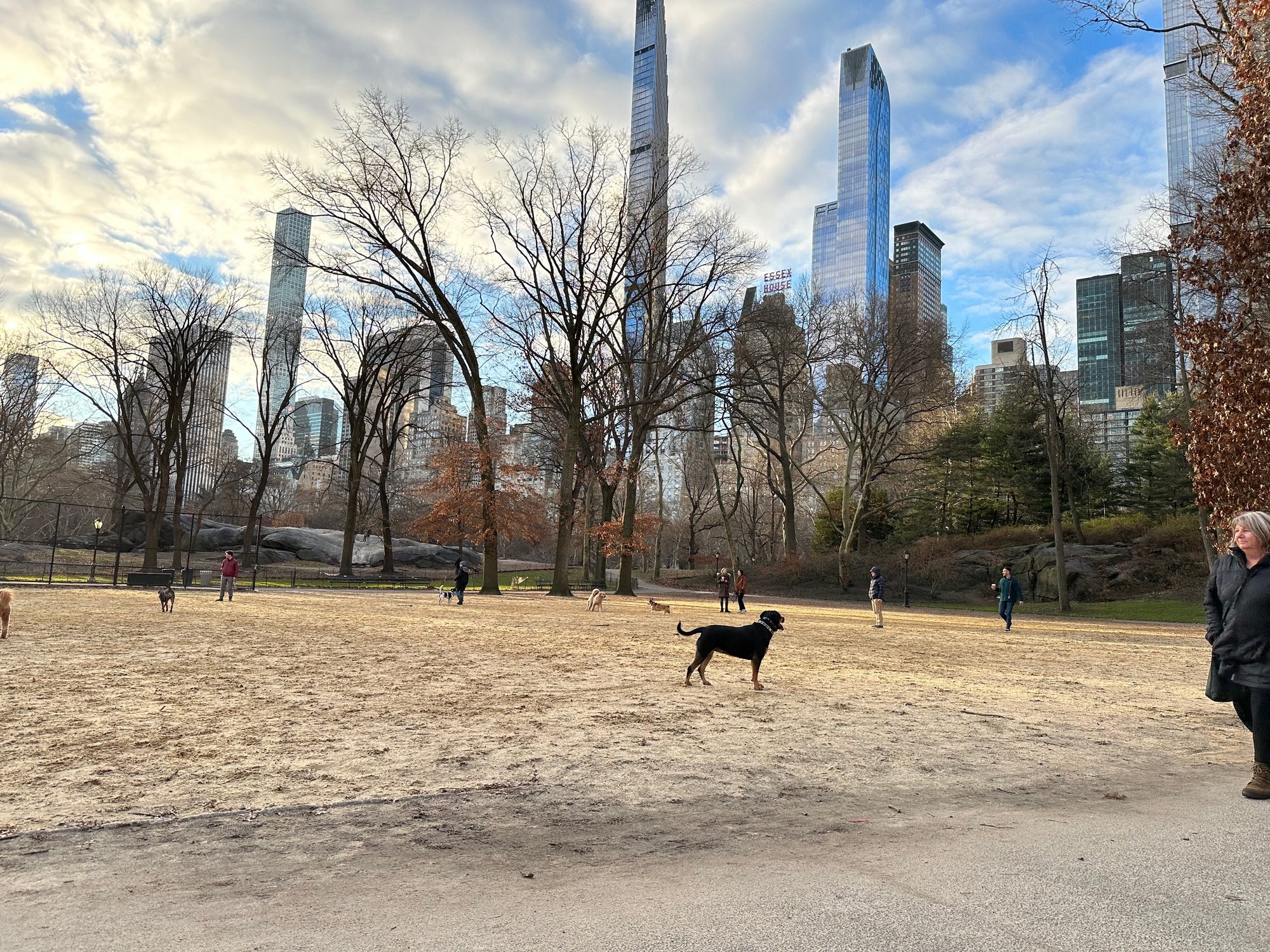 Central Park scene
