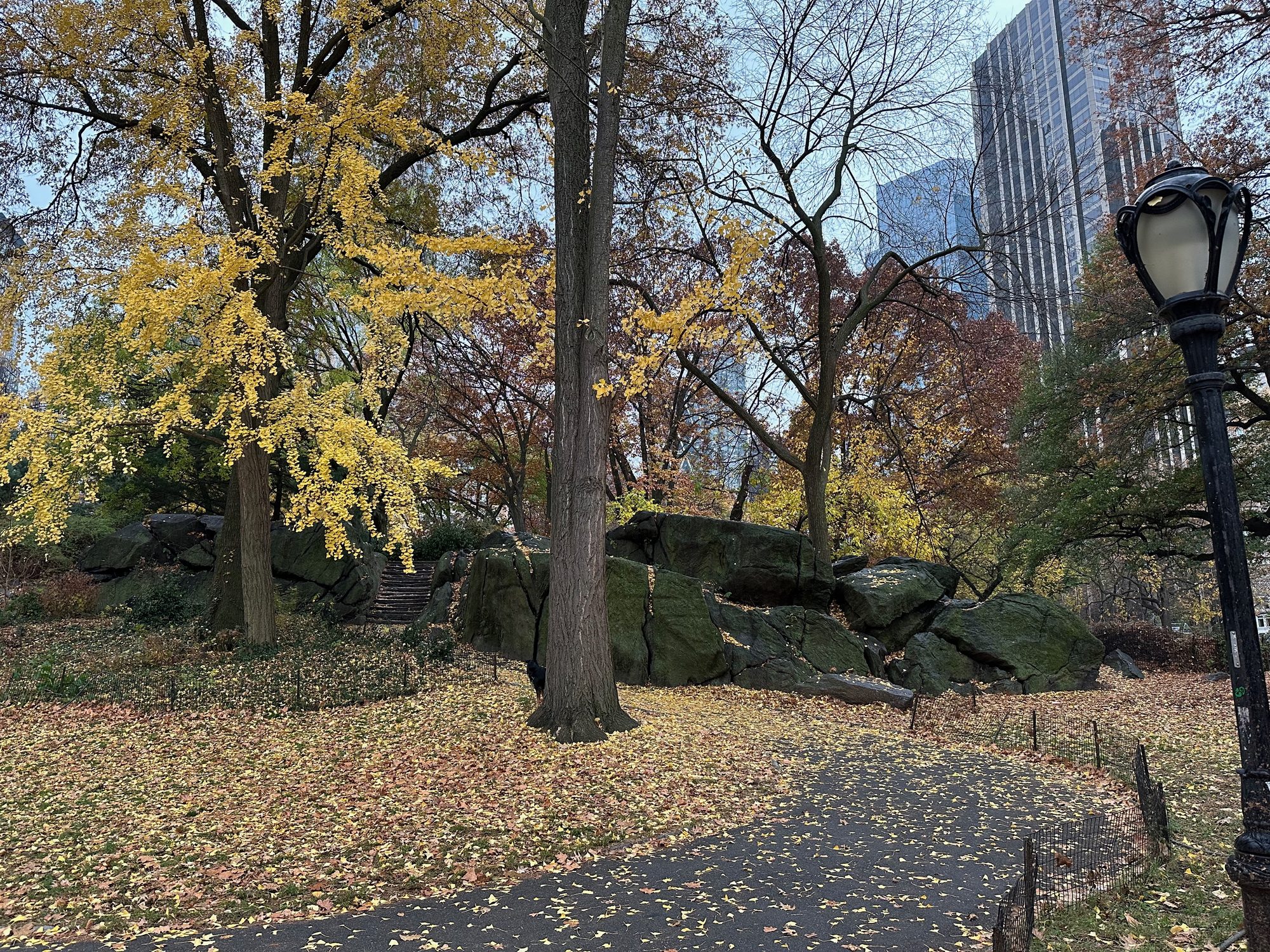 Central Park scene