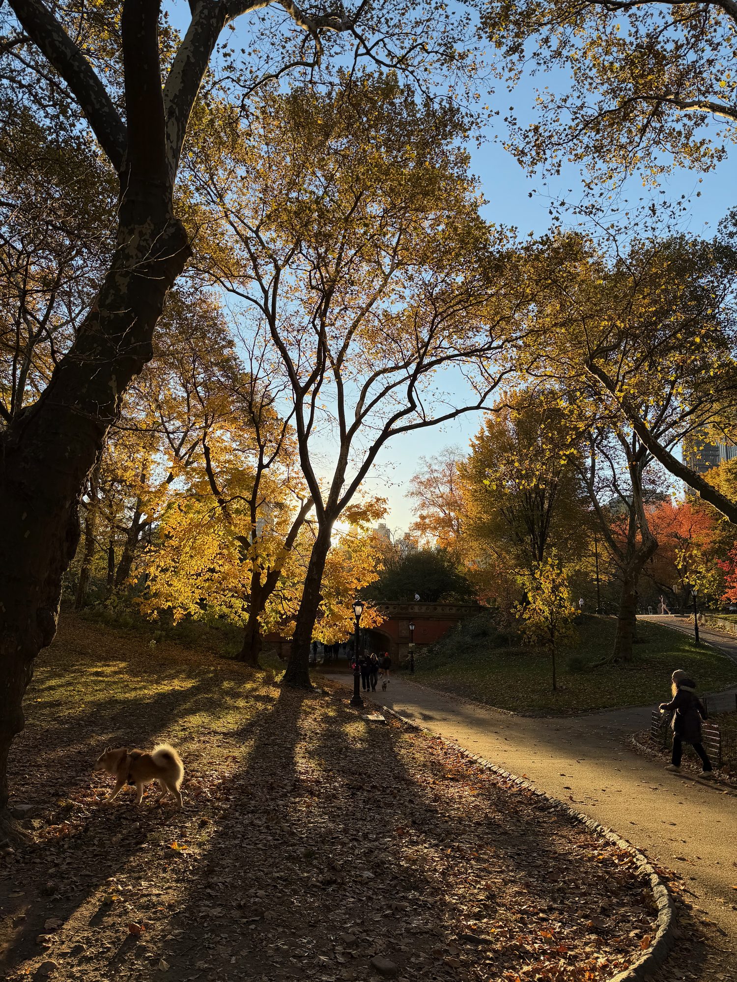 Central Park scene