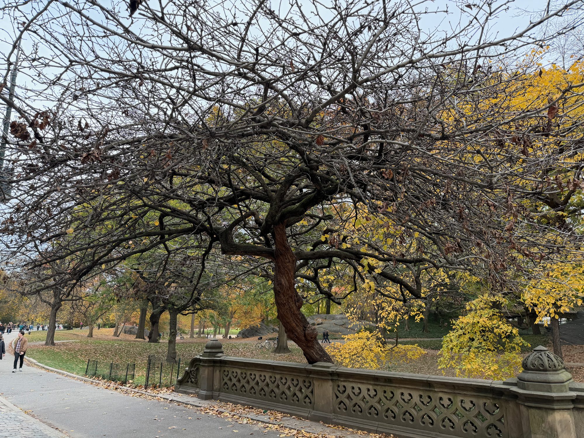 Central Park scene
