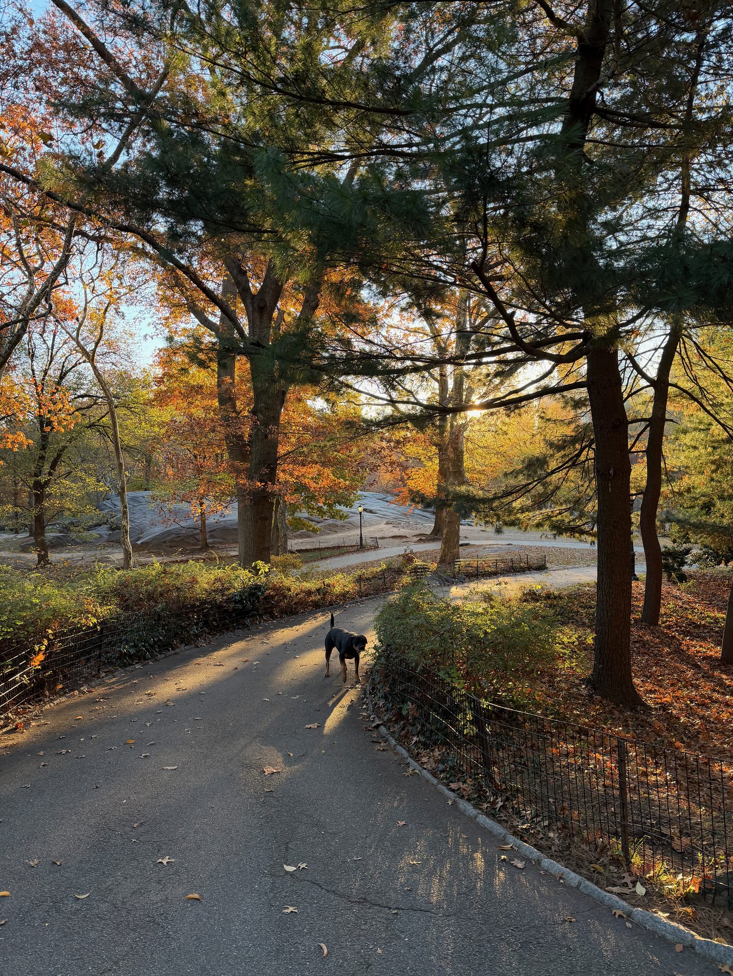 Central Park scene