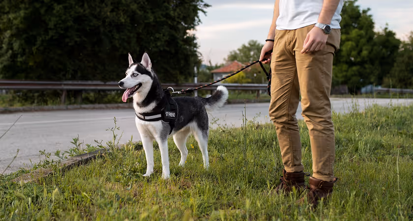 Person walking dogs through Central Park trails