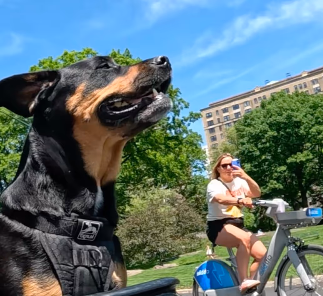 Large black and tan dog wearing a harness in a park, with a woman in sunglasses riding a rental bike and taking a photo in the background.